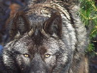 Arctic Wolf 006